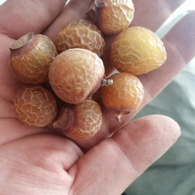Wu Huan Zi Raw Dried Chinese Soapberry Seed Chinese Soapberry Fruit for Sale