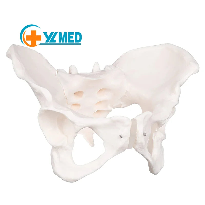 Life Size Female Pelvis Model Flexible Female Anatomy Model Hip Bone Pelvic Anatomical Model for Science Education
