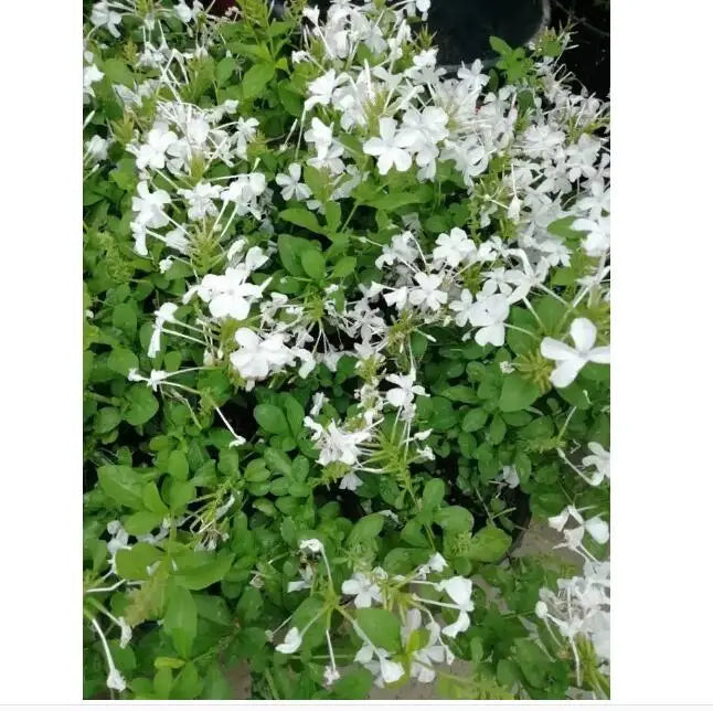 Traditional Herb Natural Dried China Plumbago Zeylanica Stem Leaf Cut for Sale