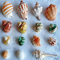 Wholesale Ocean Sea Life Hermit Crab Natural Shell Conch for Decoration Holiday Souvenir Fish Tank Landscaping