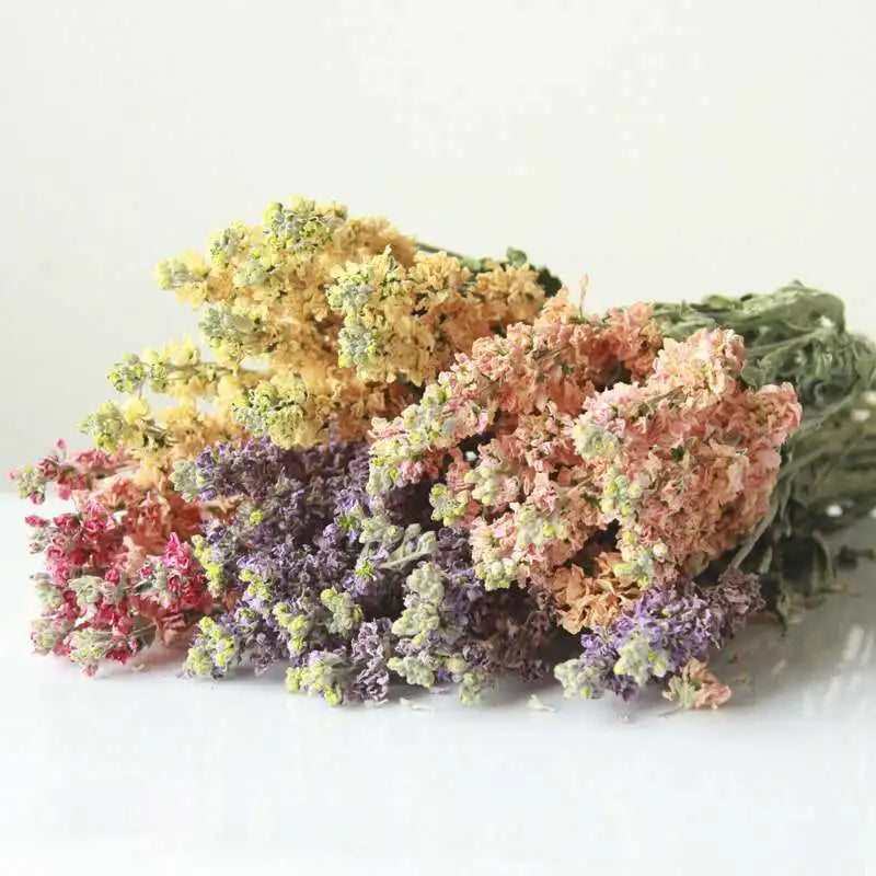 Wholesale Dried Flower Violet Flower for Home Decoration