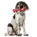 Eco-Friendly Durable TPR Chew Stick Natural Rubber Dog Bone Toy for Large Dogs and Cats Realistic Molar Play and Molar Usage