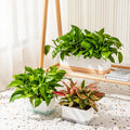 P79 Plastic Plant Pot With Visual Water Level Window Indoor Decorative Garden Flower Pot Rectangle Self Watering Planter Pot
