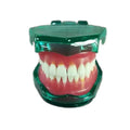 28pcs Full Mouth Removable Dental Model Medical Science Product