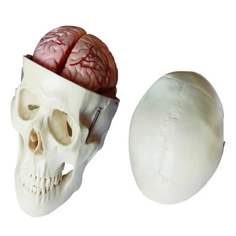 Medical Anatomical Teaching Skull with 8-Part Brain Model