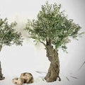Large Artificial Cherry Blossom and Sakura Tree Fiberglass Olive Tree for Wedding and Garden Decoration Plastic Plant