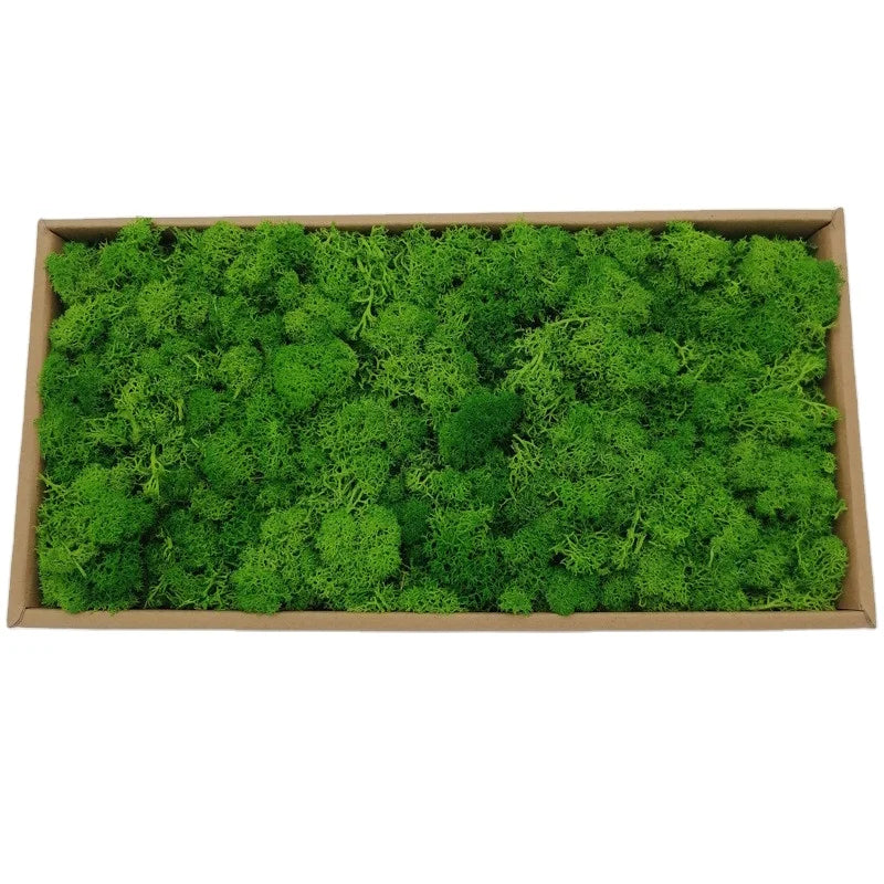 Wholesale Wall Decorative Flowers Reindeer Moss Bulk Natural Preserved Moss in Box