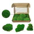 HFlora Preserved Reindeer Moss Bulk Custom Size Natural for Wall Decor DIY Crafts Wedding Mother's Day Decoration Long Lasting