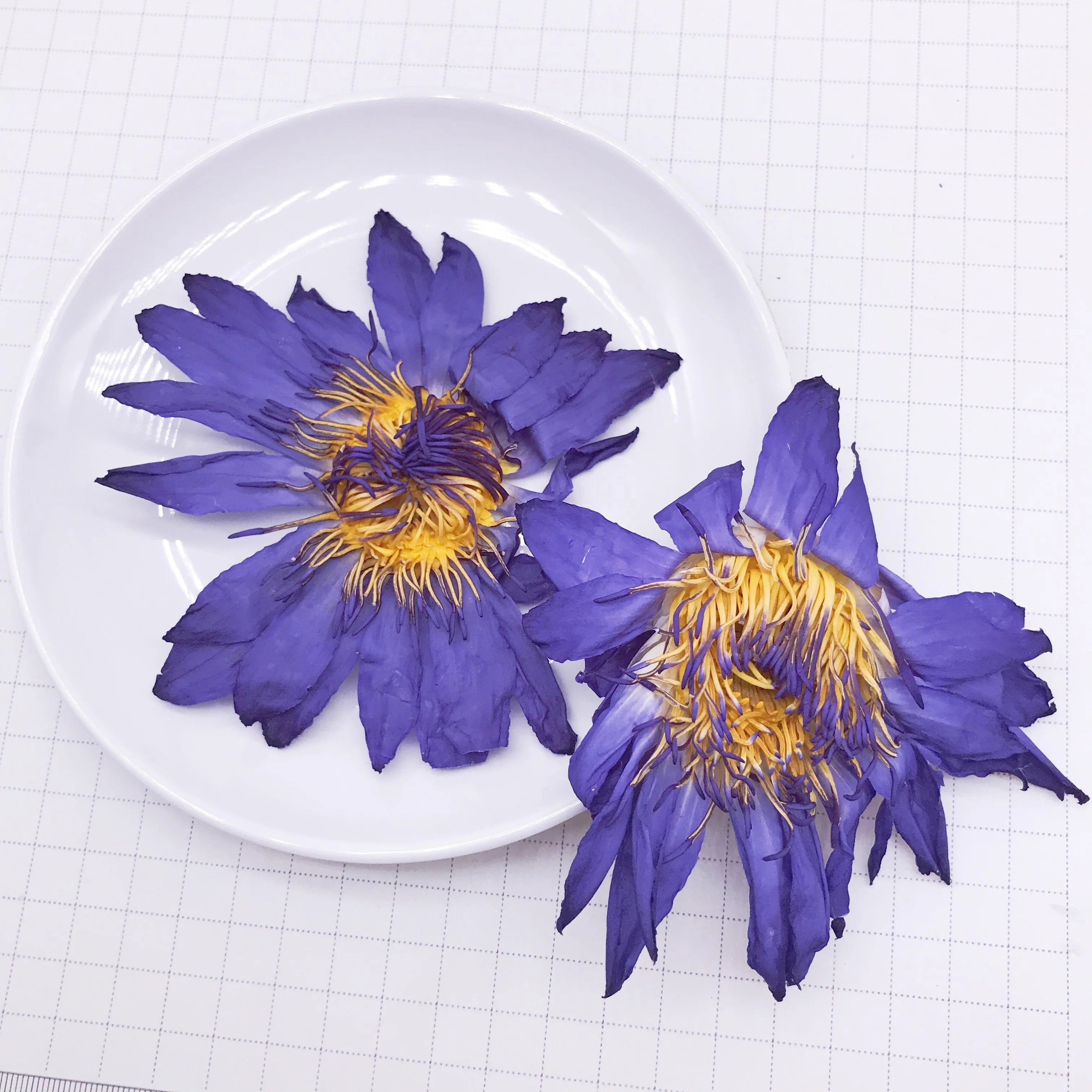 HO4009 Lan Lian Hua the Whole Blooming Flower Opened Blue Lotus Flowers Tea