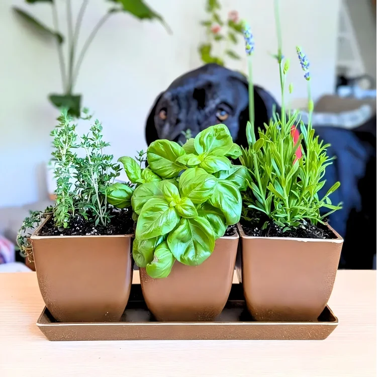 Pioneera 3-Piece Set with Tray Biodegradable Eco-Friendly Rice Husk Flower Pots Durable Drainage Hole Indoor/Outdoor Use