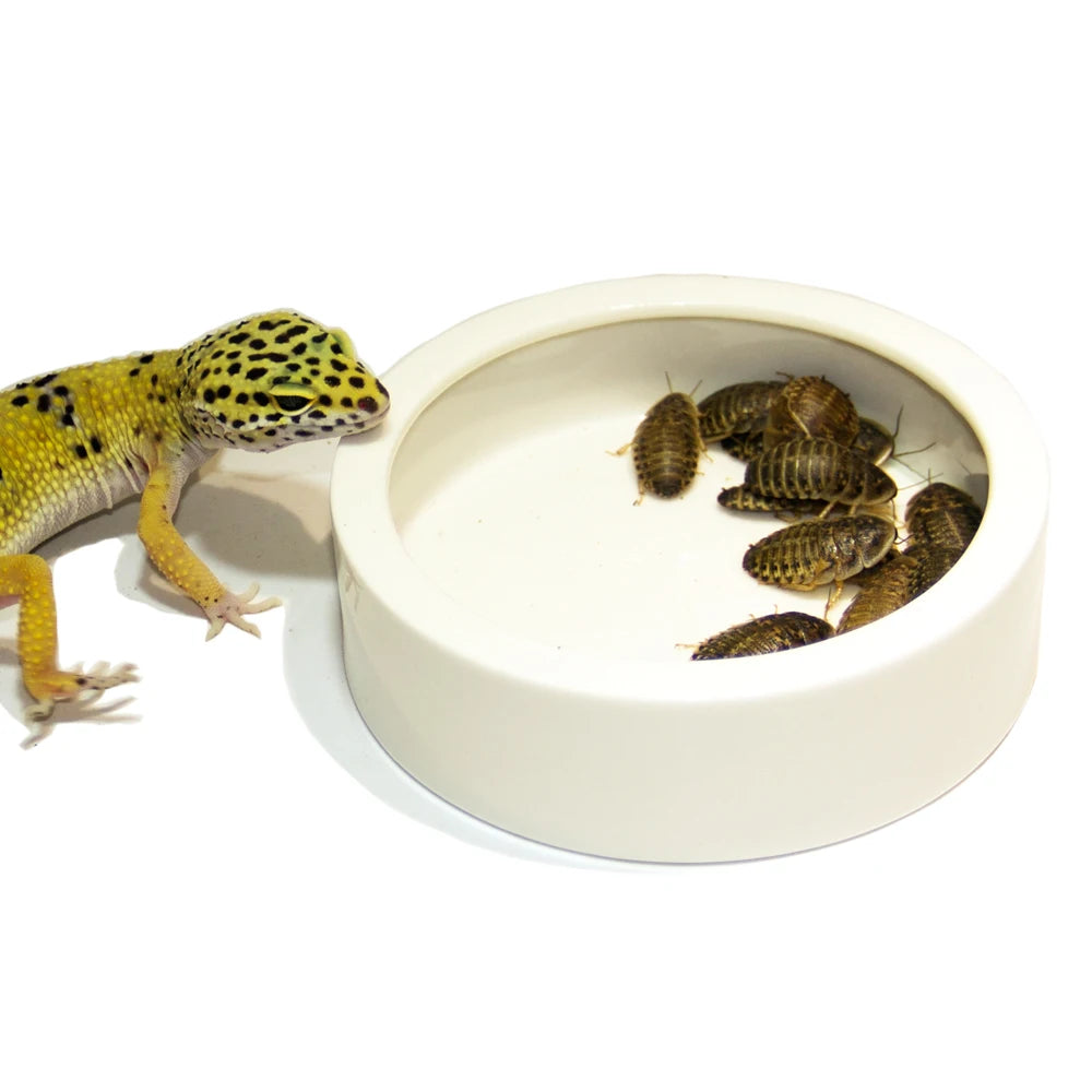 Reptile Medium Ceramic Food Dish Lizard Water Food Bowl for Reptiles