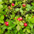Wholesale All Grass Duchesnea Indica Dried Indian Mock Strawberry for Sale