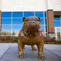 Modern City Outdoor Garden Decoration Bronze Bulldog Sculpture Lost Wax Casting Technique Polished Surface Customizable Art