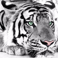 DIY 5D Diamond Painting Black White Fantasy Animal Diamond Mosaic Home Decor Embroidery Pattern Handmade Handmade Gift