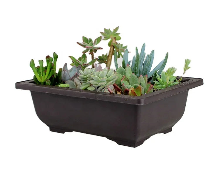 Ebay Hot Sale China Factory Wholesale Cheap Buy Maceta Para Bonsai