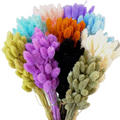 Real Gem Grass for Flower Arrangements and Wedding/Bouquet Making Dried Flower Phalaris for Home and Graduation Decorations