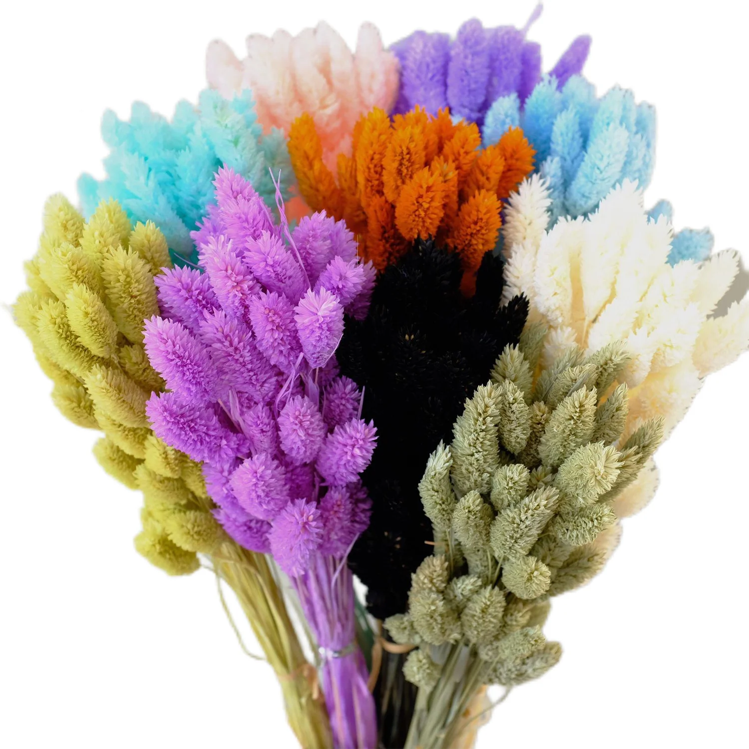 Real Gem Grass for Flower Arrangements and Wedding/Bouquet Making Dried Flower Phalaris for Home and Graduation Decorations