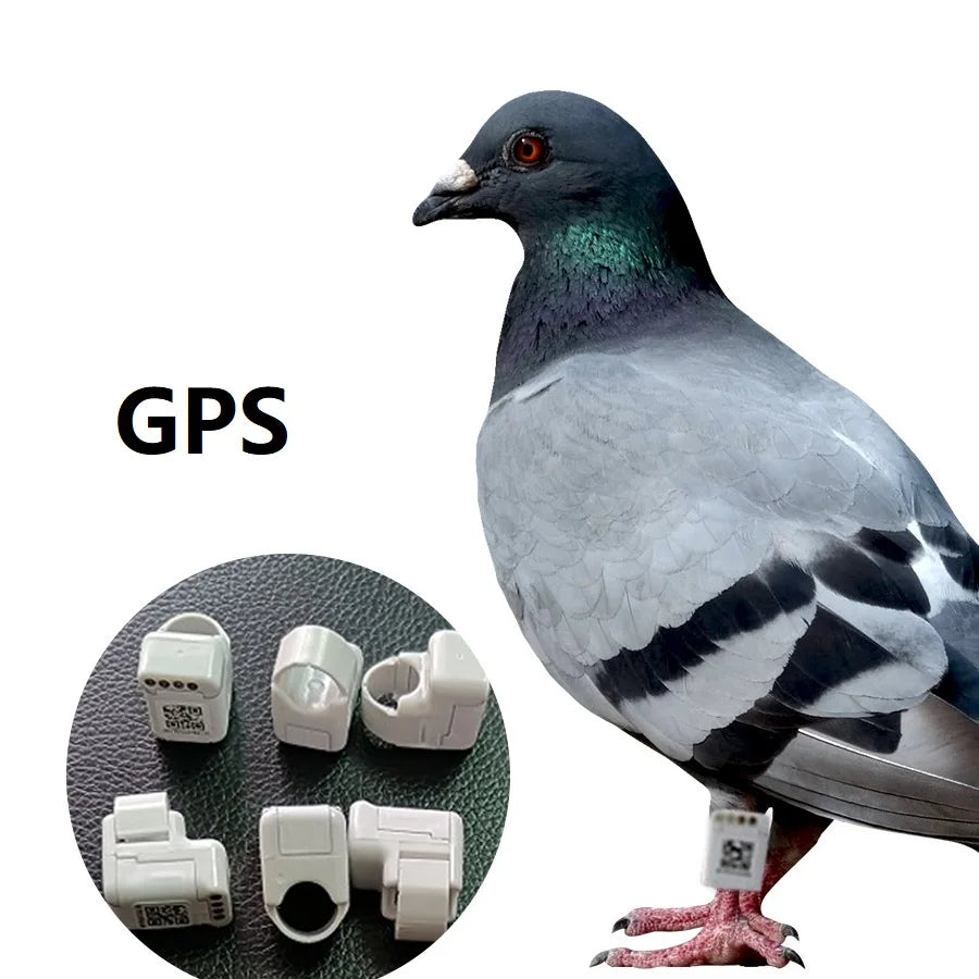 Hot Sale Anneaux Avec Gps Pour Oiseaux Electronic Bird Tracker Gps Pigeon Tracking Foot Ring for Pigeon Racing Training
