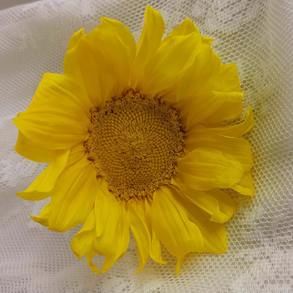 Factory Direct Price Real Preserved Sunflowers Yellow LED Display Screen Customized Color for Christmas & Back to School MegaBDM