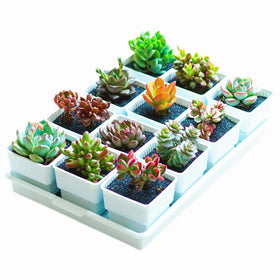 Wholesale Modern Square Durable Root Control Succulent Creative Resin Seedling Flowerpots Tray Combinations