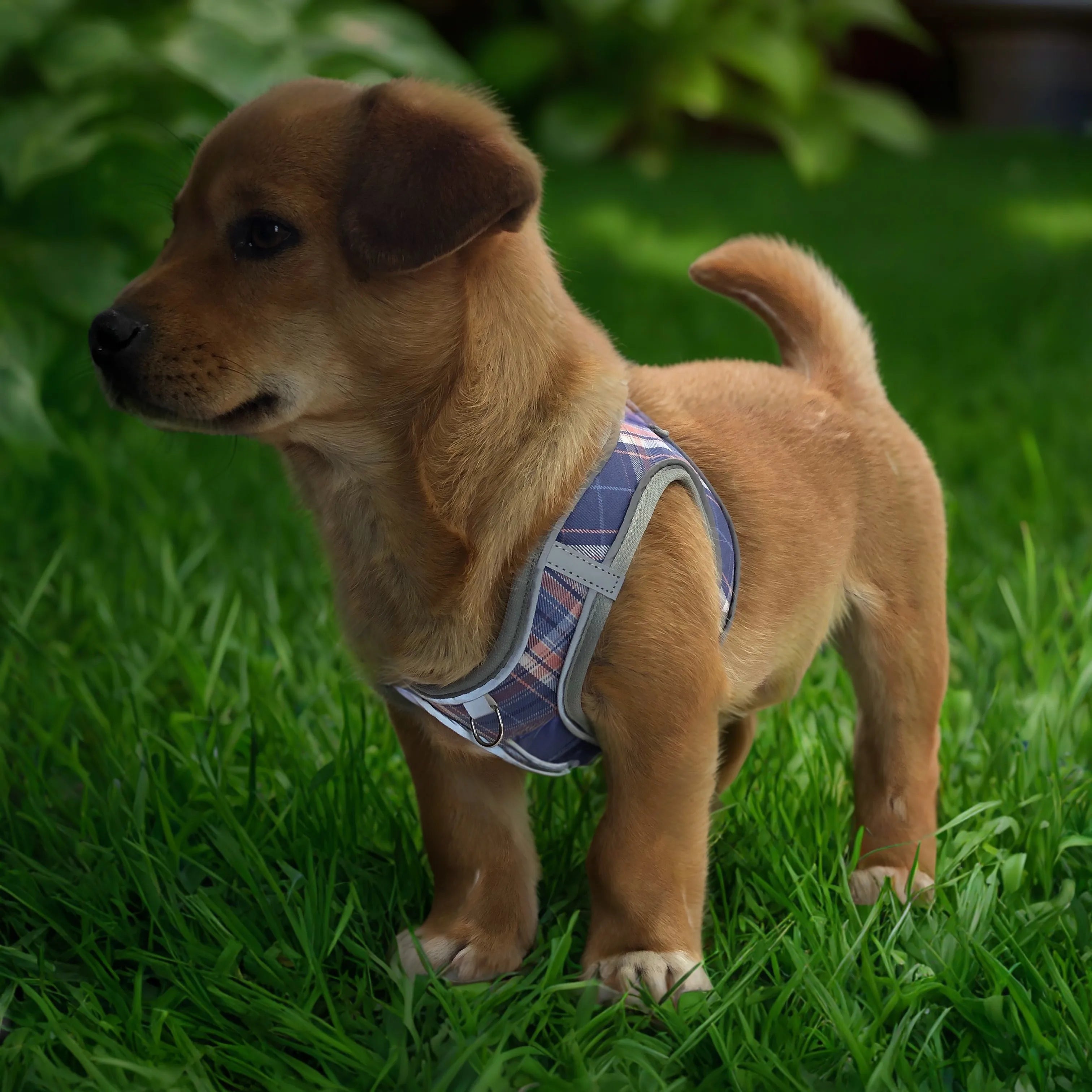 Waterproof Pet Products OEM Service Dog Vest Durable Dog Training Vest