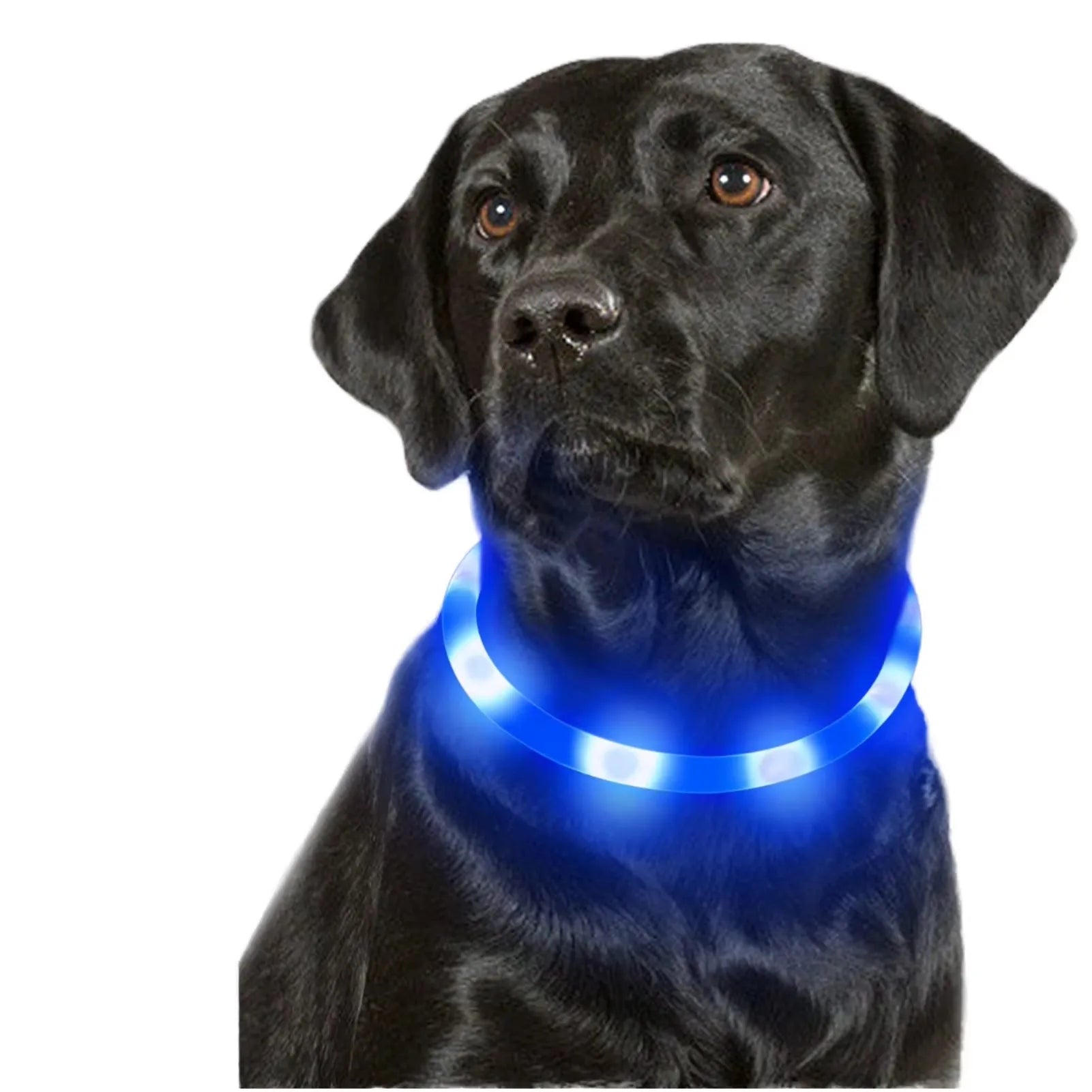 USB Charging PVC LED Luminous Simple Classic Dog Collar with LED Glowing Bead High-Visibility Night Safety