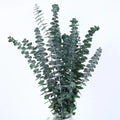 Natural Preserved Eucalyptus Leaves Dried Leaf Real Touch for DIY Wedding Party Bouquet Decoration
