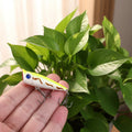 5cm/4.9g Topwater Popper Surface Popping Lures Sea Handmade Fishing Baits