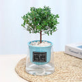 Visible Water Level Garden Flower Planters Self Water for Indoor Plants Plastic Self Watering Plant Pot