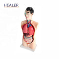 85cm Malel Human Anatomy Torso Model Anatomical Models for Education Demonstration MegaBDM