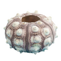 Delicate Art Deco Design Unique Natural Sea Urchin Shells Pineapple Pattern Glass & Crystal Tabletop Vase