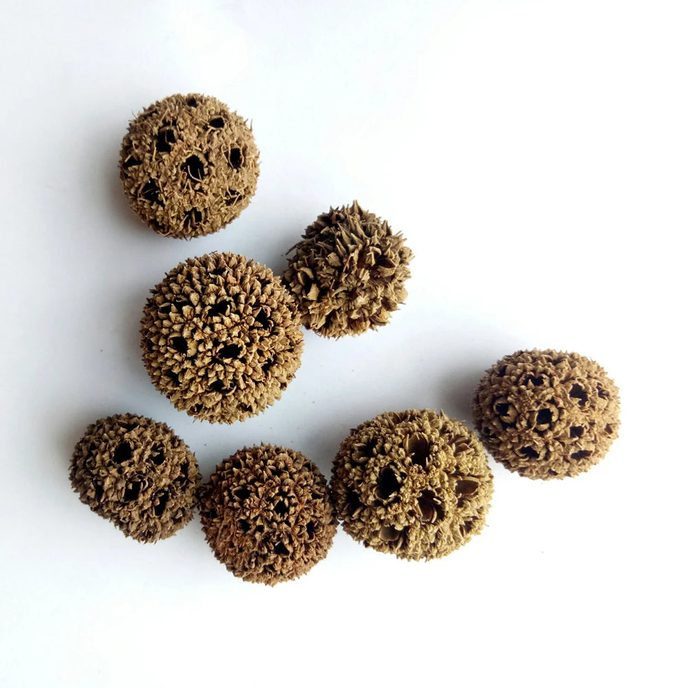 Lu Lu Tong Dried FRUCTUS LIQUIDAMBARIS Whole Liquidambar Formosana Fruits for Sale