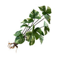 Super Quality Artificial Indoor Plants 12 Turtle Straps for Decoration