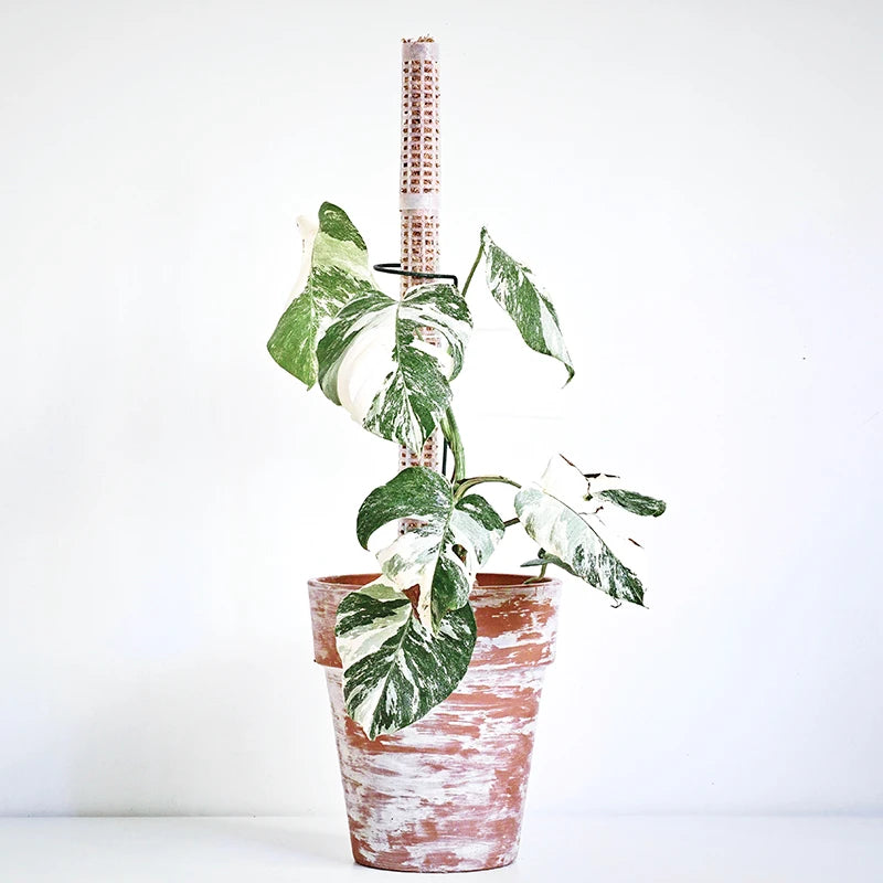 Wholesale 4 X 17 cm Plant Growing Poles Plastic Palm Stick for Climbing Plants Creepers Plant
