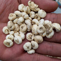 Chuan Bei Mu Famous Herb Raw Whole Dried White BULBUS FRITILLARIAE CIRRHOSAE Wild Sun-Dried Bulbs