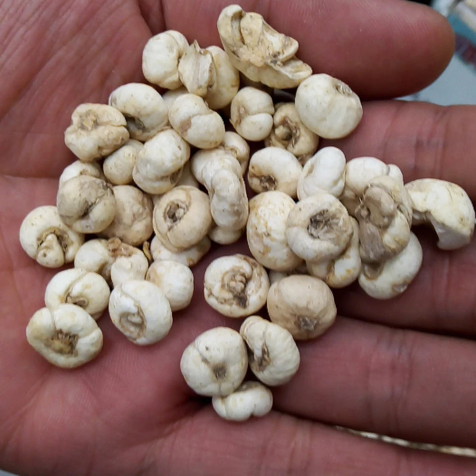 Chuan Bei Mu Famous Herb Raw Whole Dried White BULBUS FRITILLARIAE CIRRHOSAE Wild Sun-Dried Bulbs