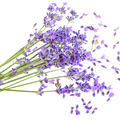 HL- Ture Lavender Essential Oil Bulk Supplier10ML Lavandula Angustifolia Mill Extract | High Elevation Lavender Oil