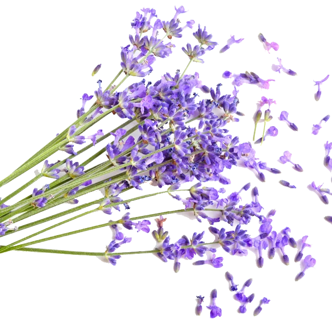 HL- Ture Lavender Essential Oil Bulk Supplier10ML Lavandula Angustifolia Mill Extract | High Elevation Lavender Oil