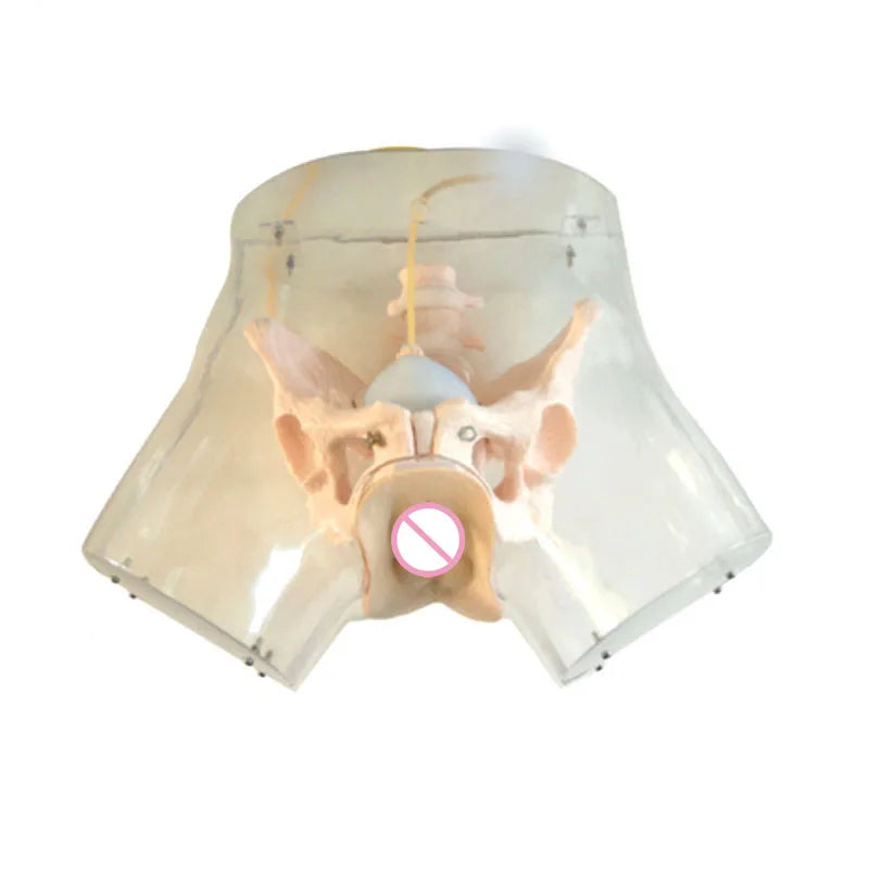 Transparent Curettage Model Medical Mannequin for Medical School and Hospitals Use