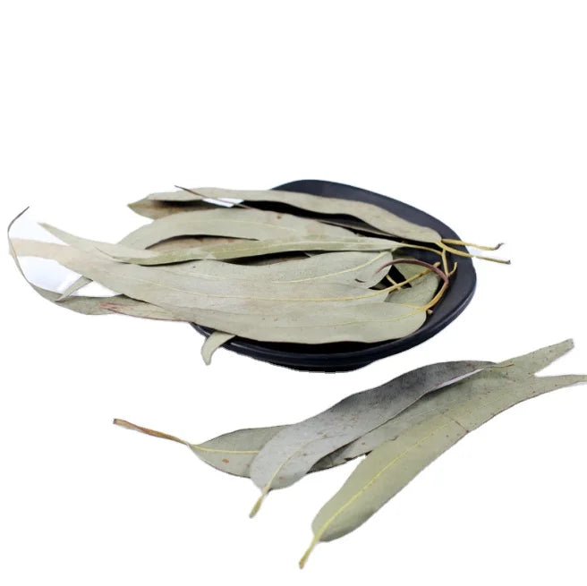 Chemicals Free Whole Eucalyptus Globules Leaves Natural Raw Real Dried Loose Eucalyptus Leaf for Herbal Tea