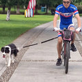 Bicycle Dog Walking Tool Leash Pet Training Collar and Leash Sets for Dogs Hands-Free Nylon Print Lace Durable Rope Leash