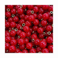 8mm 10mm 12mm 14mm 16mm Pearl Accessory Bead Necklace Gold Silver Brass Hook Cherry Charm Pendant Red ABS Plastic Imation Pearl