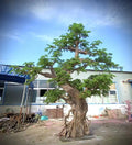 Greency Tree 5m Artificial Pine Tree Plastic Coffee Market Decor for Shops and Offices