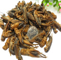 Xi Shuai Wholesale Dried Whole Cricket Scaopipedus Aspersus for Herbal Uses