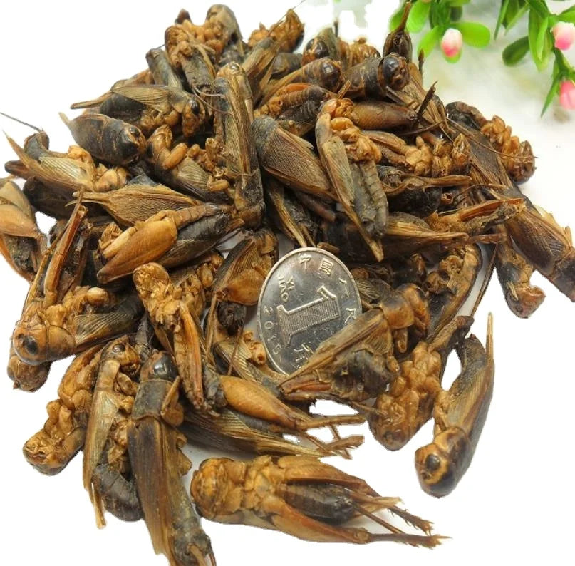 Xi Shuai Wholesale Dried Whole Cricket Scaopipedus Aspersus for Herbal Uses