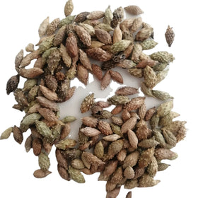 Cang Er Zi Natural Raw Dried Common Siberian Cocklebur Fruit for Herb