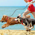 High Quality Multifunctional Handle Traction Rope LED Pet Leash Comes With a Snack Storage