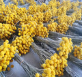 Wholesale Colorful Preserved Golden Ball Billy Balls Craspedia Dried Flowers Natural Floral Decoration Graduation New Year