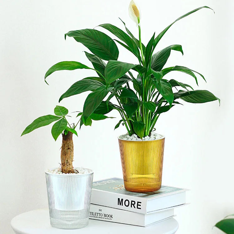 Clear Plastic Bonsai Small Planters Pot Self Water for Indoor Plants Automatic Self Watering Plant Pot
