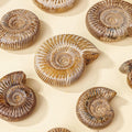 Wholesale Natural White Conch Marine fossil Specimens Pavlov Ammonite Conch Ore Teaching Ornaments Gifts